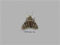 藏品(夜蛾811)的圖片